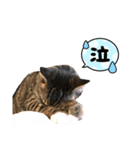 猫のチェロちゃん（個別スタンプ：2）