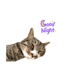 猫のチェロちゃん（個別スタンプ：3）