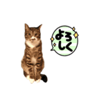 猫のチェロちゃん（個別スタンプ：4）