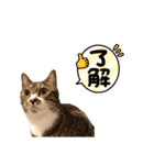 猫のチェロちゃん（個別スタンプ：5）