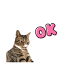 猫のチェロちゃん（個別スタンプ：6）