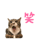 猫のチェロちゃん（個別スタンプ：7）