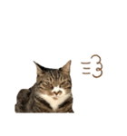 猫のチェロちゃん（個別スタンプ：8）