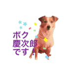 慶次郎-Jack Russell Terrier（個別スタンプ：3）