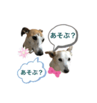 慶次郎-Jack Russell Terrier（個別スタンプ：4）