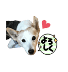 慶次郎-Jack Russell Terrier（個別スタンプ：5）