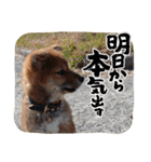 ごんざえもん スタンプ（個別スタンプ：1）