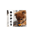 ごんざえもん スタンプ（個別スタンプ：4）