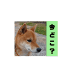 ごんざえもん スタンプ（個別スタンプ：12）