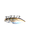 魚ぎょスタンプ（個別スタンプ：6）