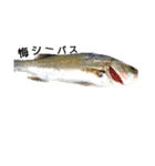 魚ぎょスタンプ（個別スタンプ：10）