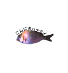 魚ぎょスタンプ（個別スタンプ：11）