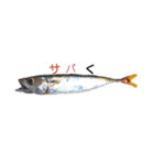 魚ぎょスタンプ（個別スタンプ：13）