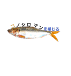 魚ぎょスタンプ（個別スタンプ：15）