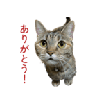 れいちゃんとななちゃん【修正版】（個別スタンプ：15）