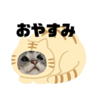 山形のとの アメショー ねこ（個別スタンプ：1）