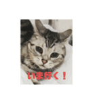 山形のとの アメショー ねこ（個別スタンプ：2）
