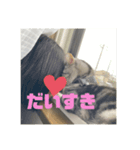山形のとの アメショー ねこ（個別スタンプ：3）
