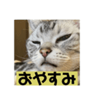 山形のとの アメショー ねこ（個別スタンプ：5）