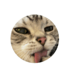 山形のとの アメショー ねこ（個別スタンプ：6）