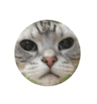 山形のとの アメショー ねこ（個別スタンプ：7）