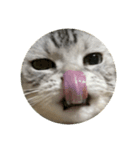 山形のとの アメショー ねこ（個別スタンプ：8）