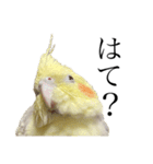 うちのカワイイちびっこたちPart15（個別スタンプ：21）