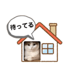 猫の風太さん（個別スタンプ：7）