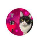 関西弁ハチワレ猫ライチ君（個別スタンプ：5）