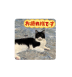 関西弁ハチワレ猫ライチ君（個別スタンプ：7）