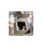関西弁ハチワレ猫ライチ君（個別スタンプ：8）