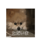 とわファン専用スタンプ（個別スタンプ：13）