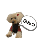 荒ぶるトイプードルのウオッカ（個別スタンプ：5）