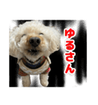 荒ぶるトイプードルのウオッカ（個別スタンプ：6）