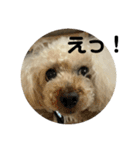 荒ぶるトイプードルのウオッカ（個別スタンプ：9）