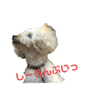 荒ぶるトイプードルのウオッカ（個別スタンプ：10）