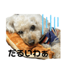 荒ぶるトイプードルのウオッカ（個別スタンプ：19）
