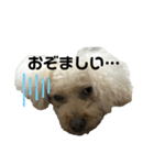 荒ぶるトイプードルのウオッカ（個別スタンプ：22）