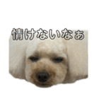 荒ぶるトイプードルのウオッカ（個別スタンプ：25）