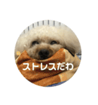 荒ぶるトイプードルのウオッカ（個別スタンプ：34）