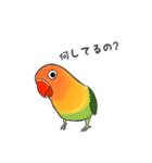 ボタンインコーピピ＆ププ（個別スタンプ：10）