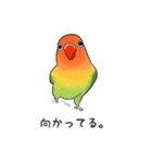 ボタンインコーピピ＆ププ（個別スタンプ：16）