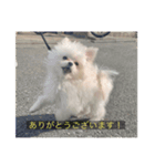 字幕犬(かわいーぬ)（個別スタンプ：1）