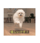 字幕犬(かわいーぬ)（個別スタンプ：2）