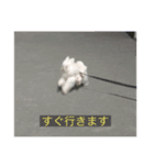 字幕犬(かわいーぬ)（個別スタンプ：5）