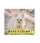 字幕犬(かわいーぬ)（個別スタンプ：6）