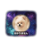 字幕犬(かわいーぬ)（個別スタンプ：7）