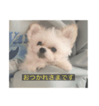 字幕犬(かわいーぬ)（個別スタンプ：8）