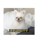 字幕犬(かわいーぬ)（個別スタンプ：10）