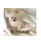 字幕犬(かわいーぬ)（個別スタンプ：11）